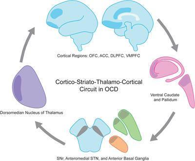 Deep Brain Stimulation for Obsessive Compulsive Disorder: Evolution of Surgical Stimulation Target Parallels Changing Model of Dysfunctional Brain Circuits